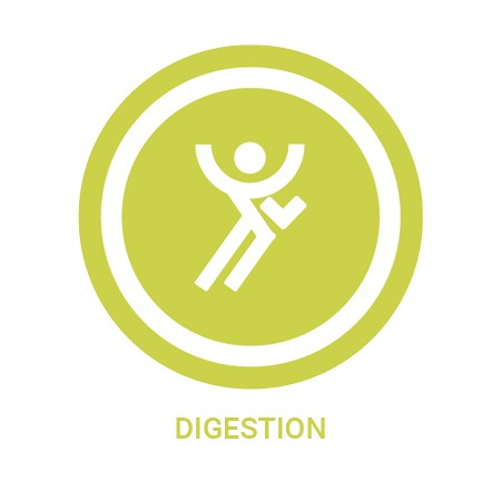 Digestion