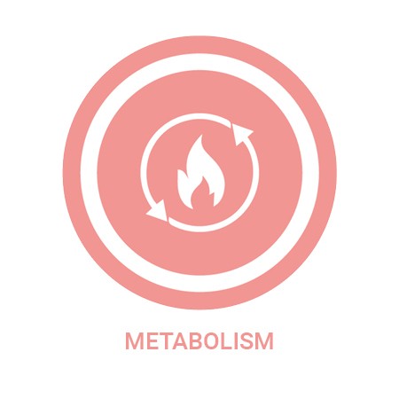 Metabolism